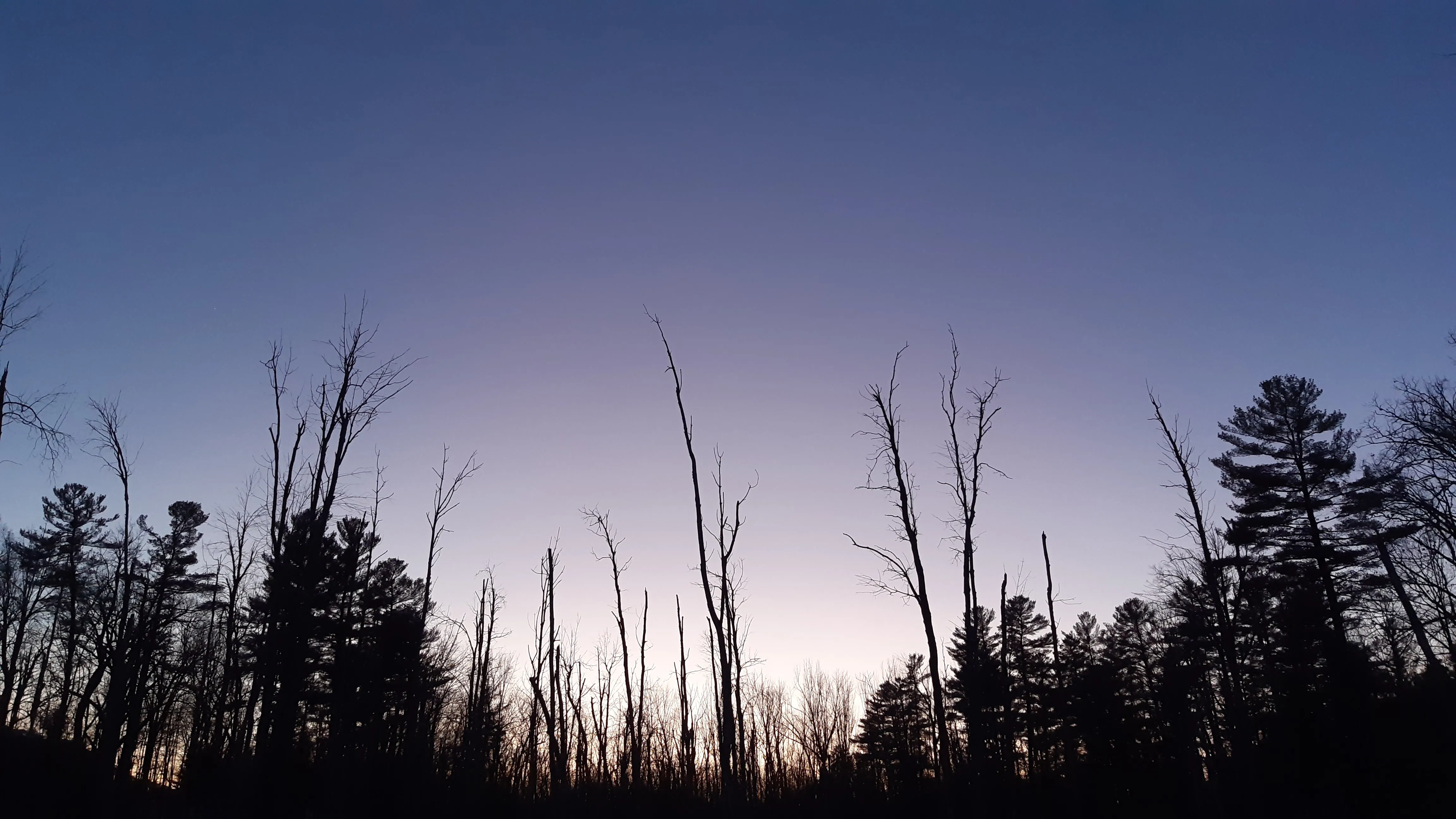 Nighttime landscape of treetops with purple and dark blue sky