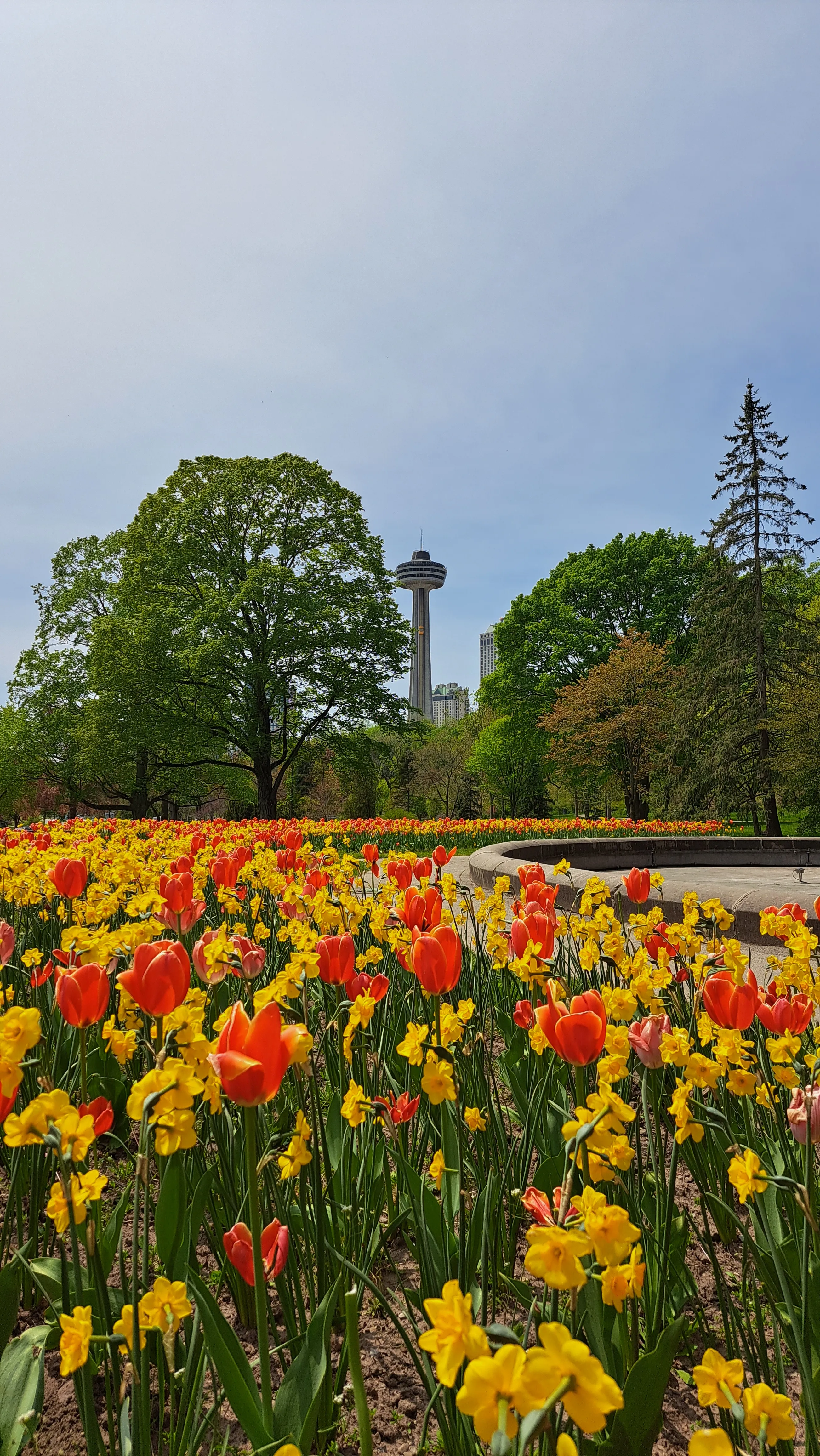 Red and yellow flowers