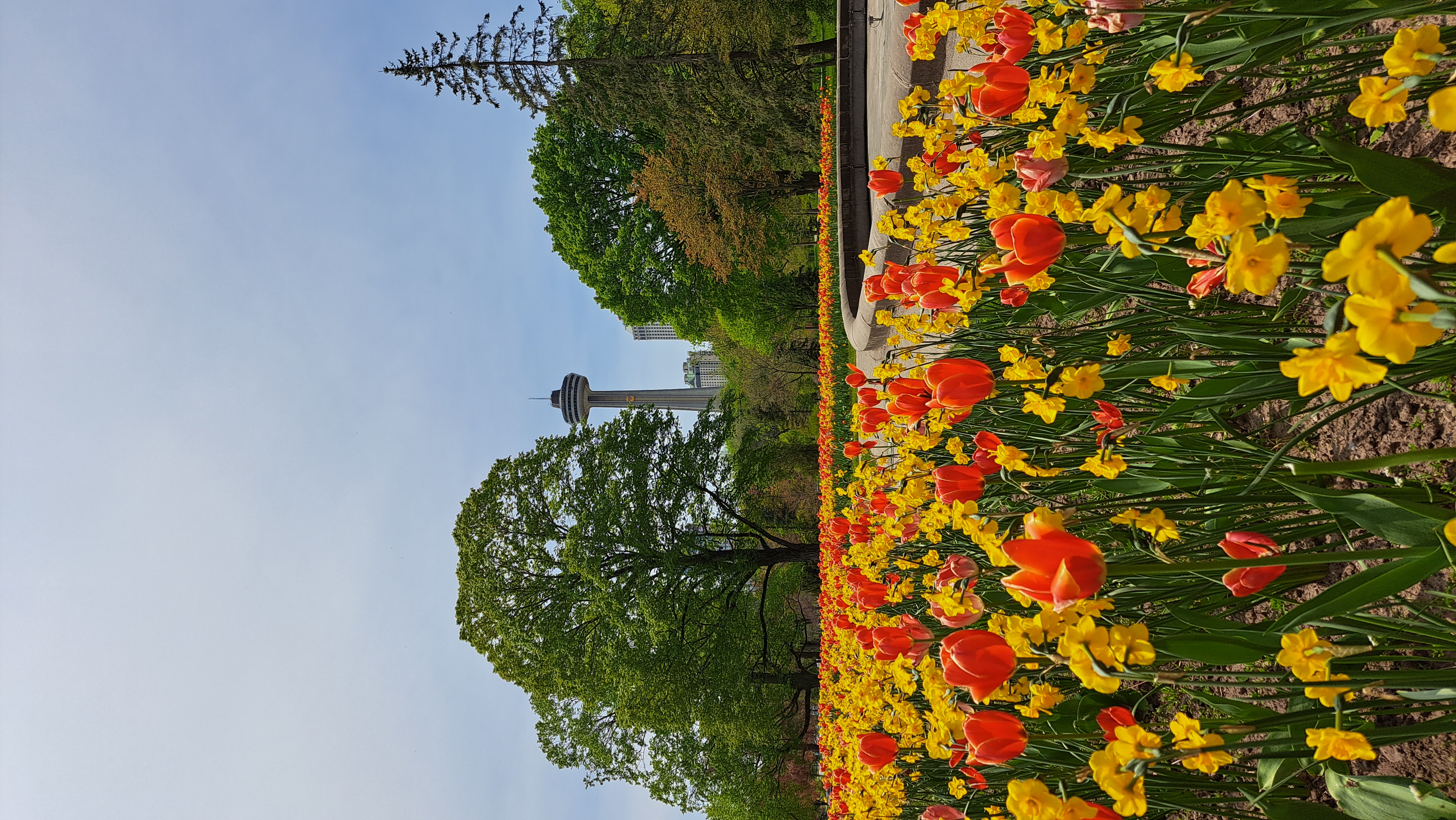 Red and yellow flowers