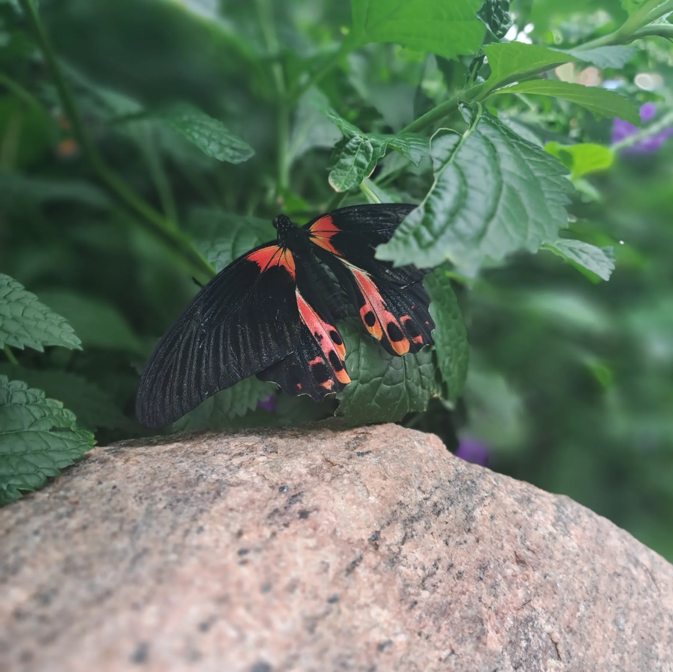 Black and red butterfly perched on leaf