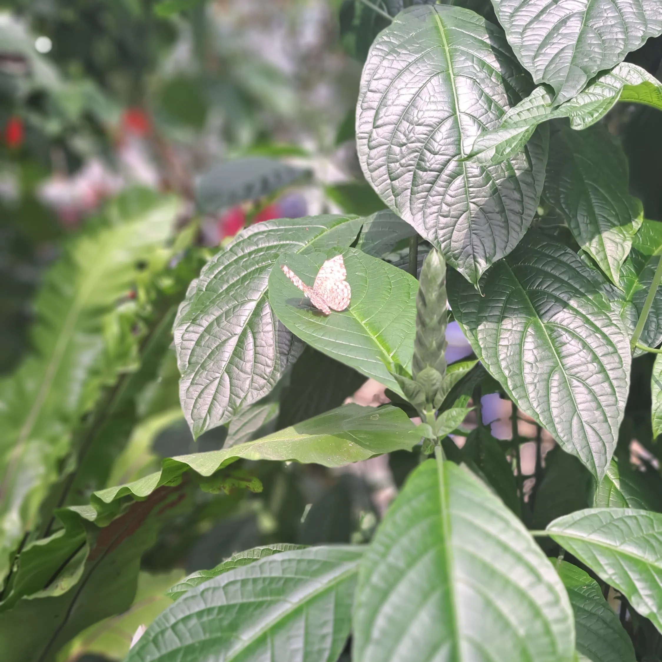 White and beige butterfly perched on leaves