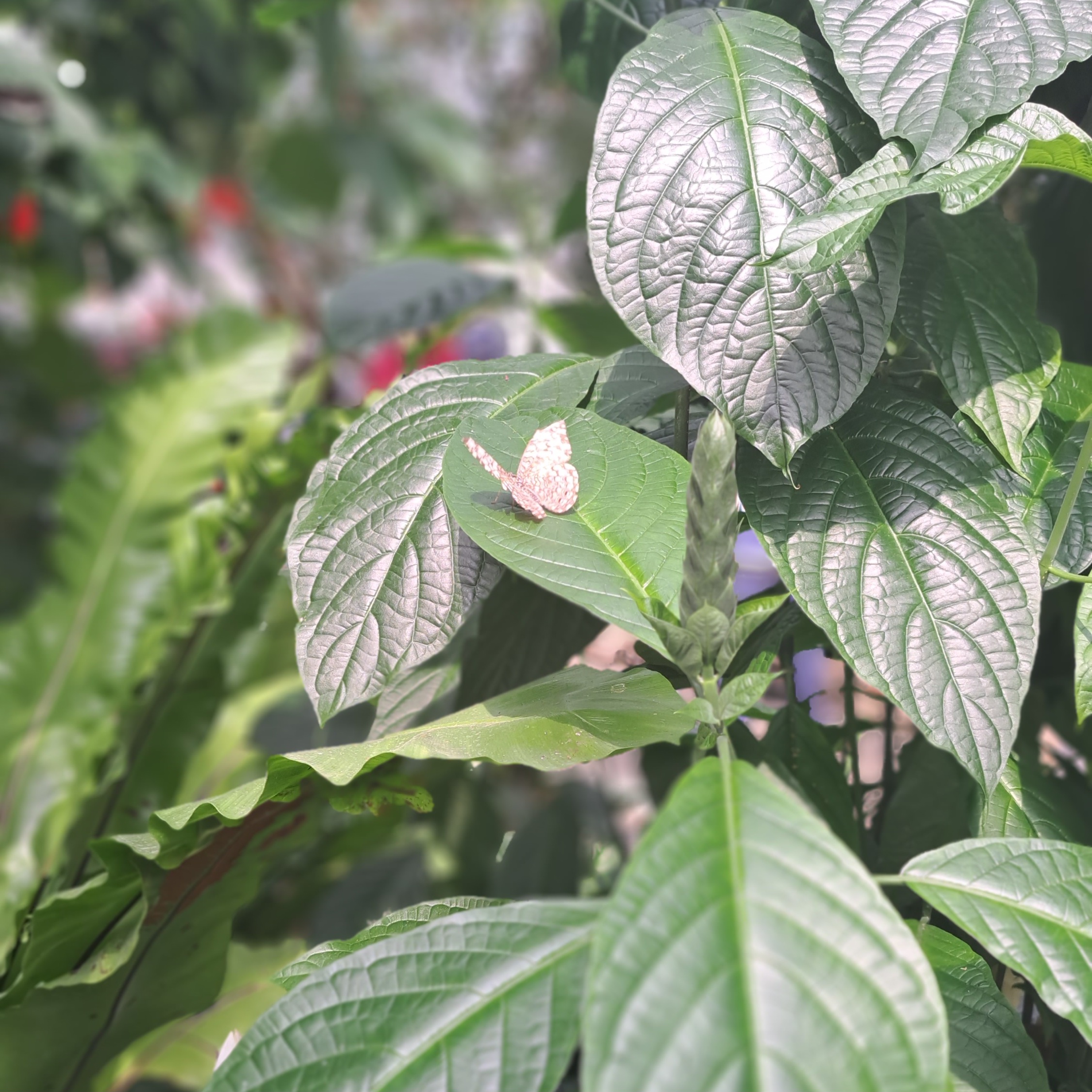 White and beige butterfly perched on leaves