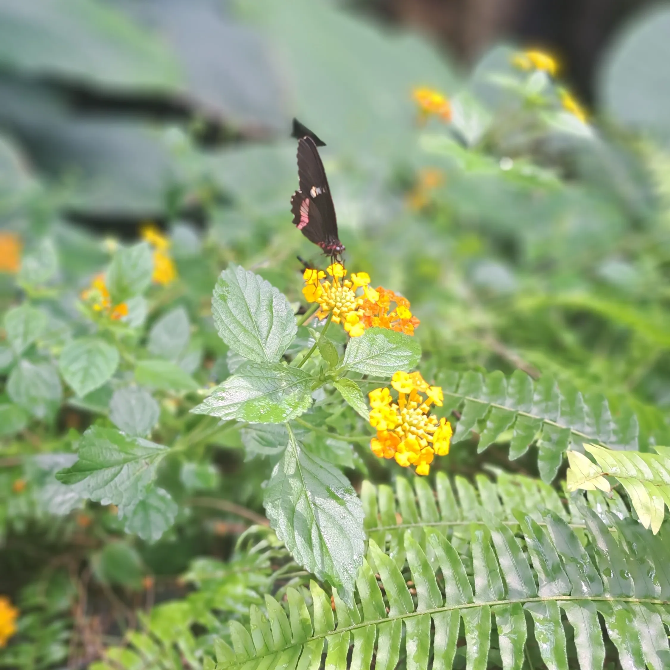 Black butterfly perched on yellow flower