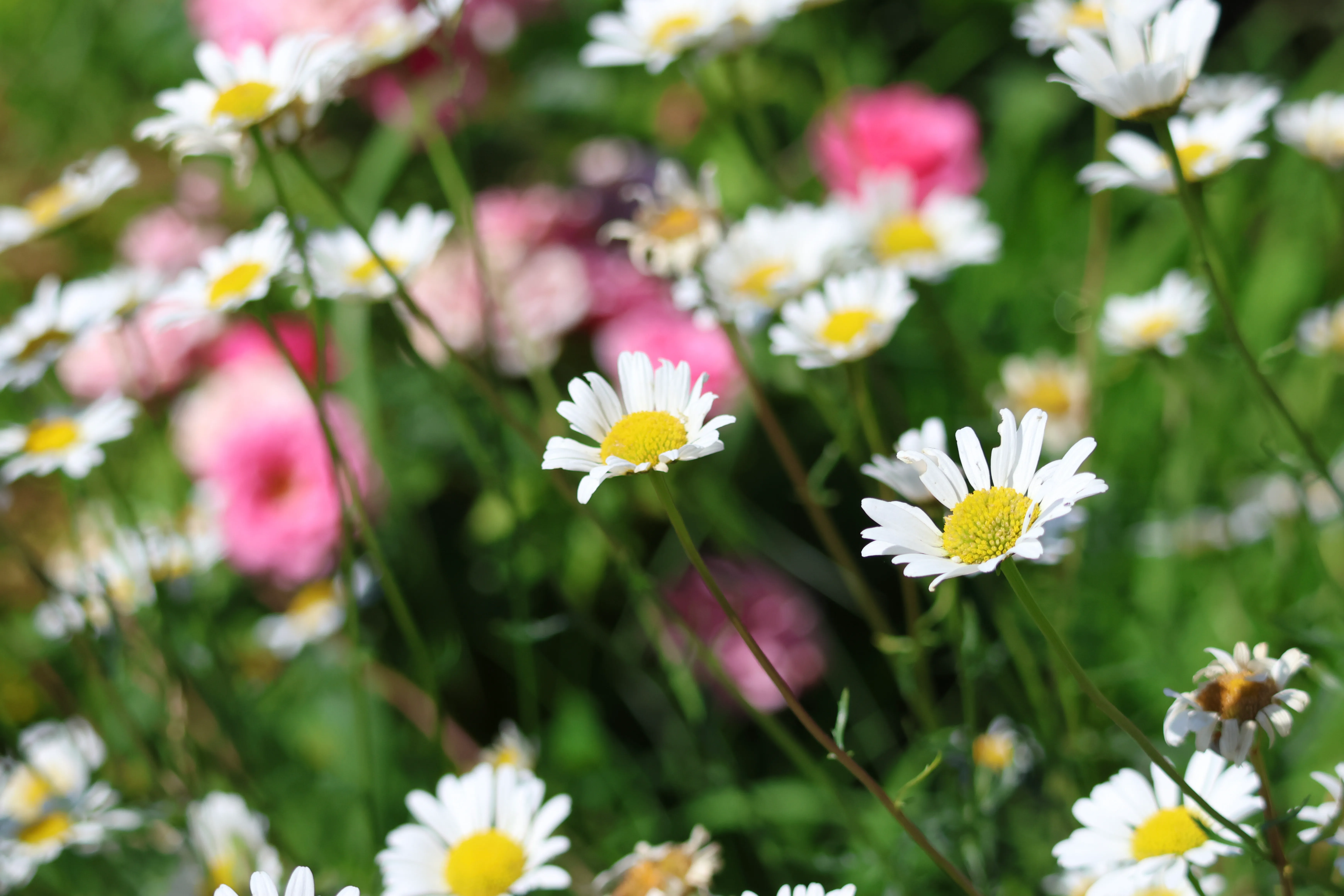 White daisies in front of pink flowers