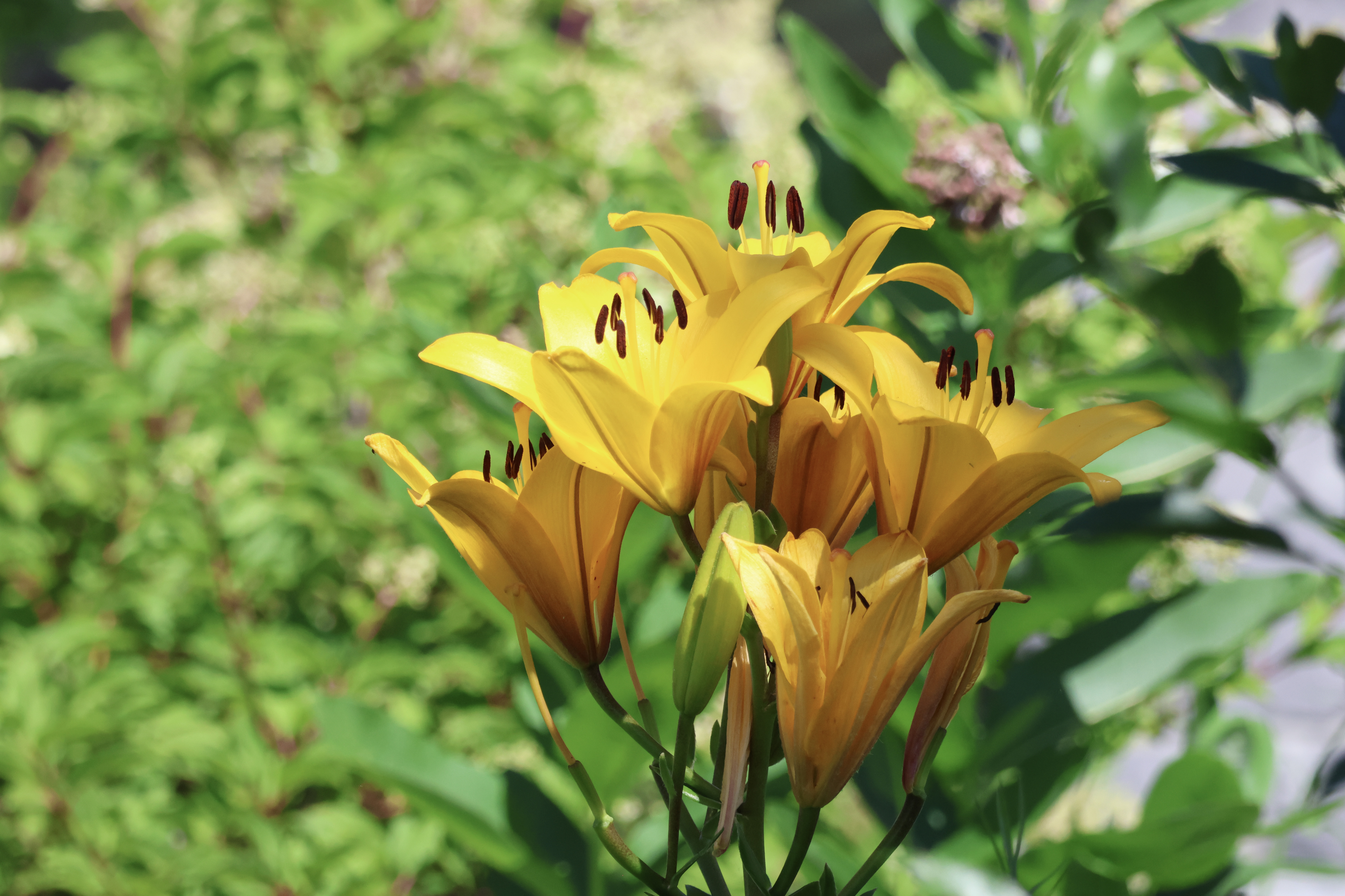 Yellow flowers in front of leaves