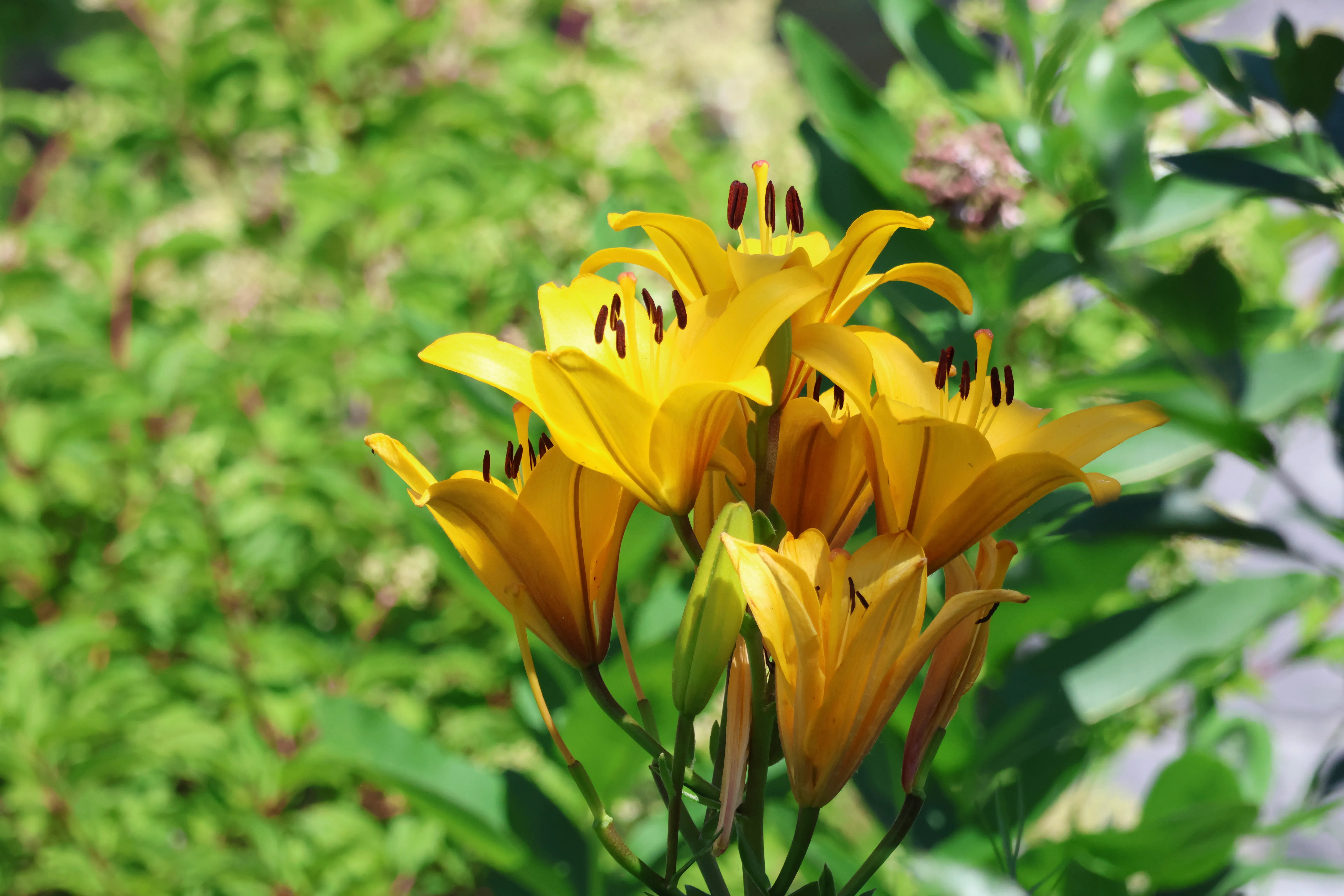 Yellow flowers in front of leaves