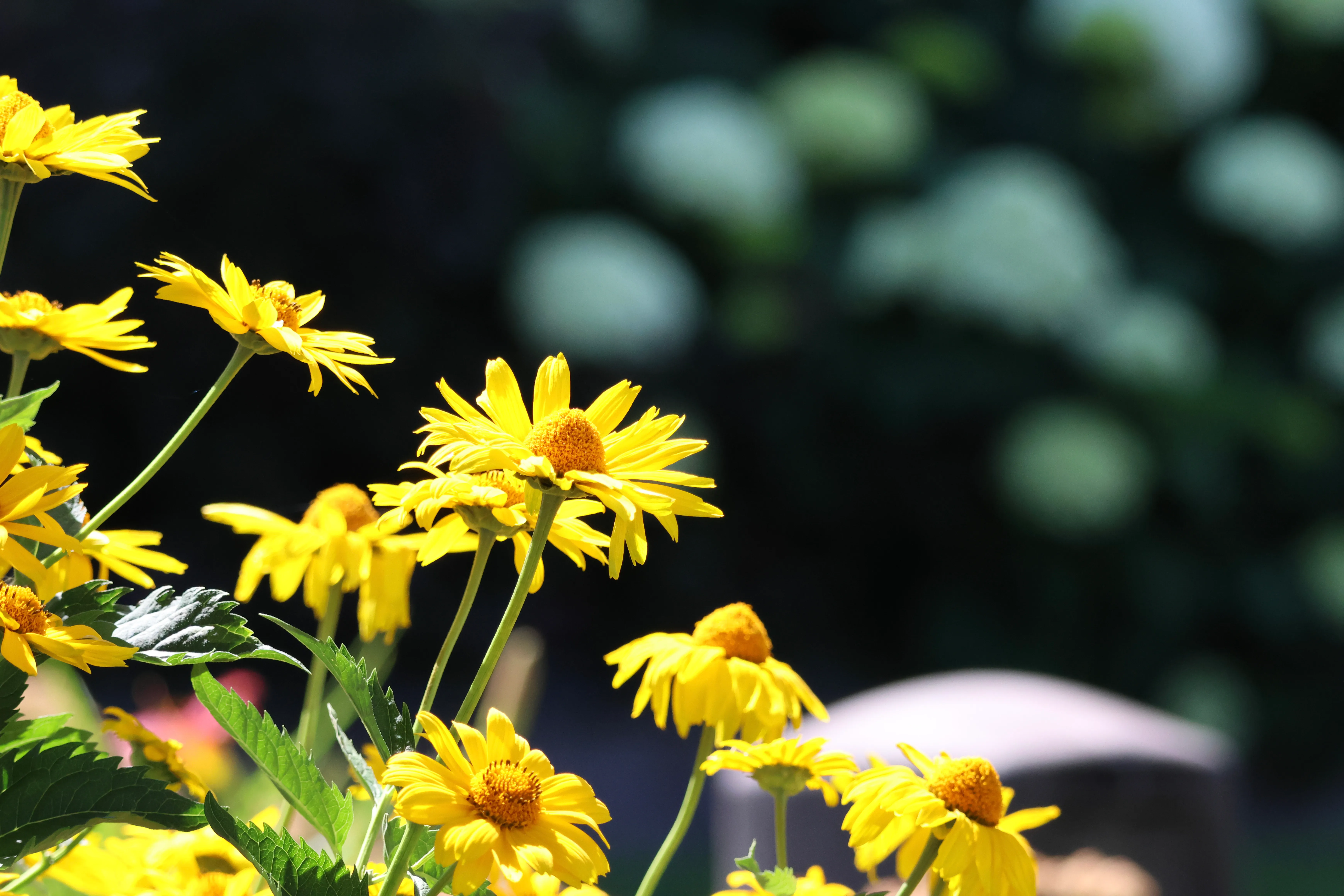 Yellow flowers in front of dark green bushes