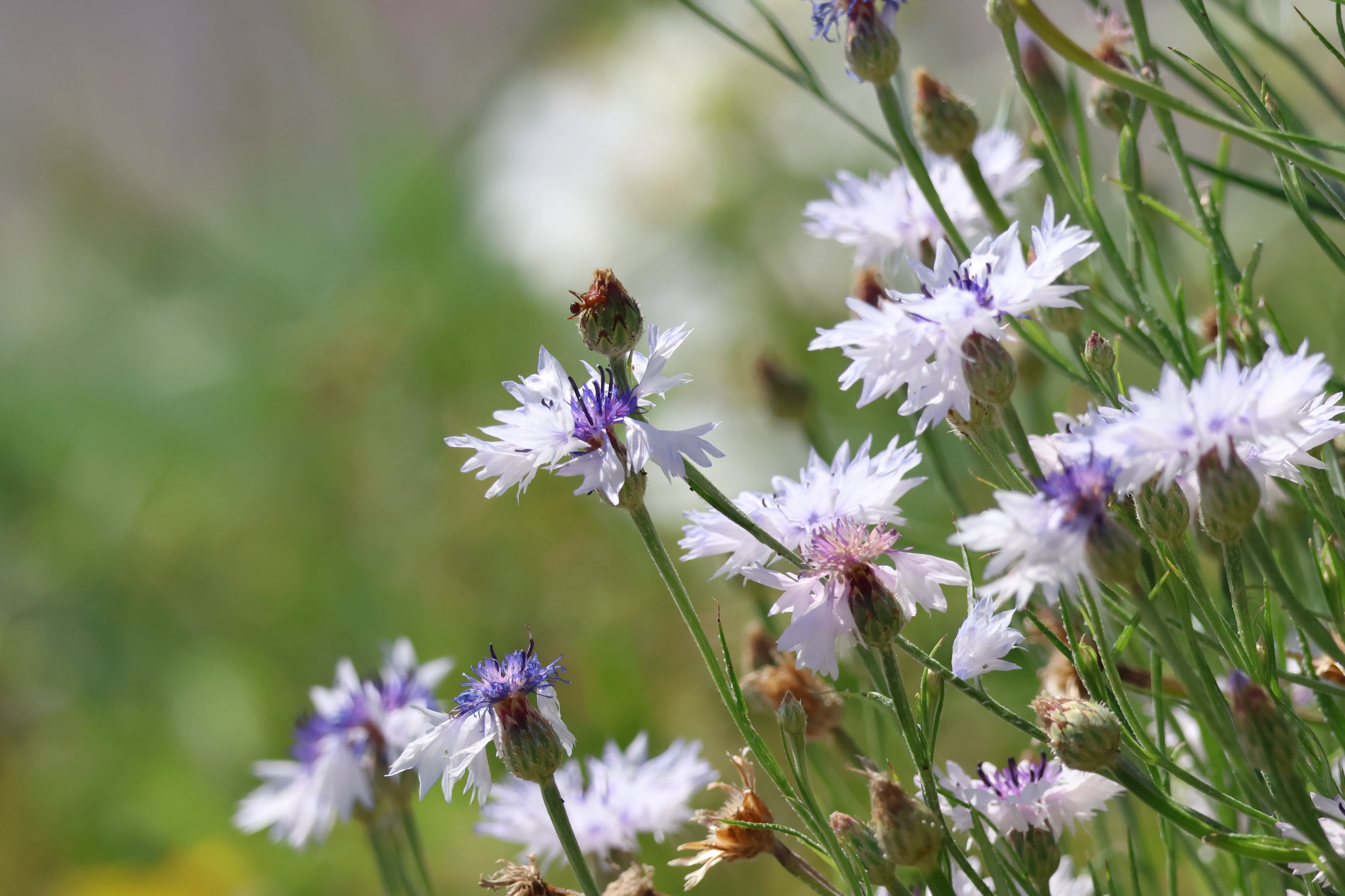 White and purple flowers