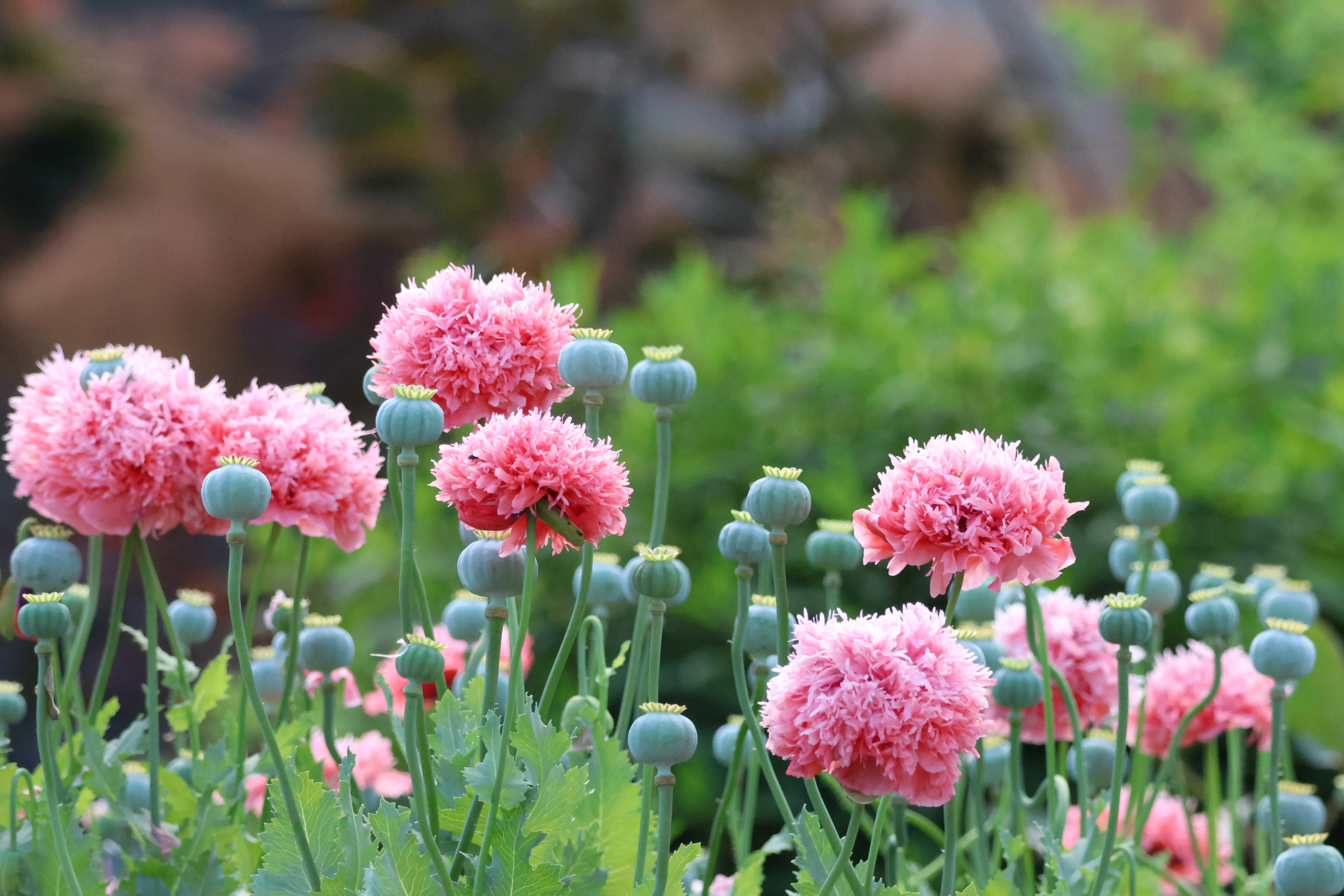 Pink round flowers