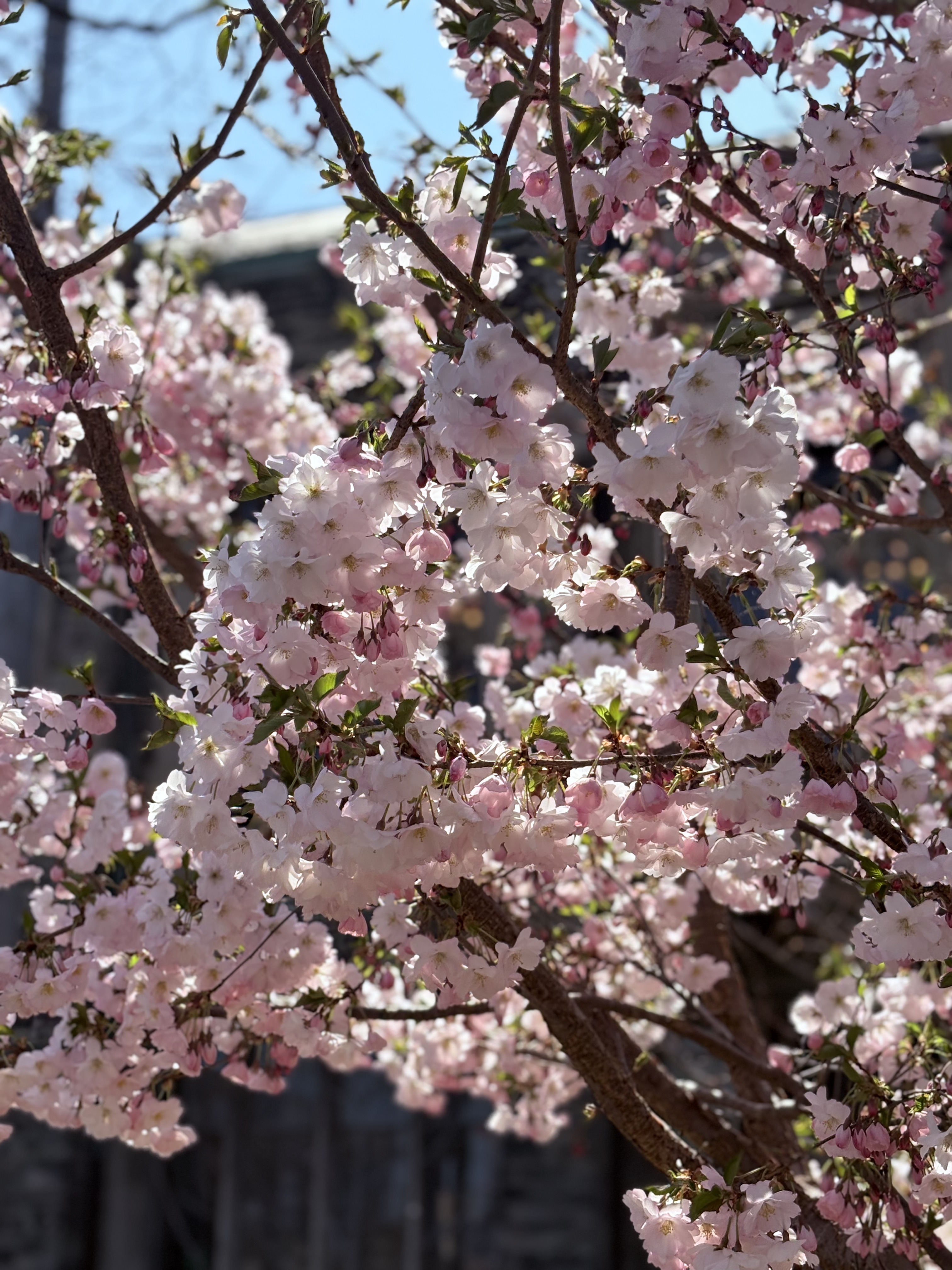 Cherry blossoms