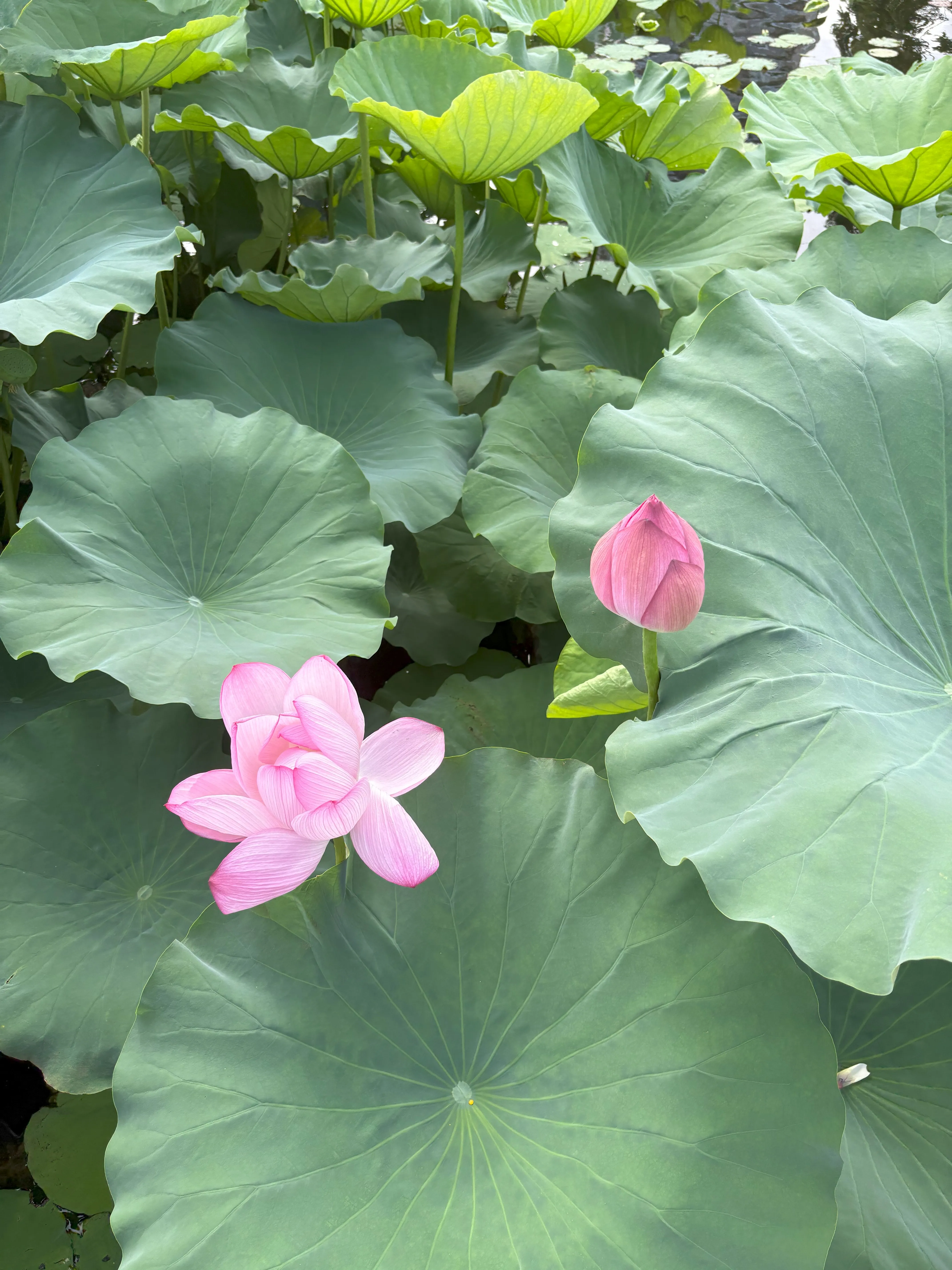 Pink lotus flowers growing on lily pads