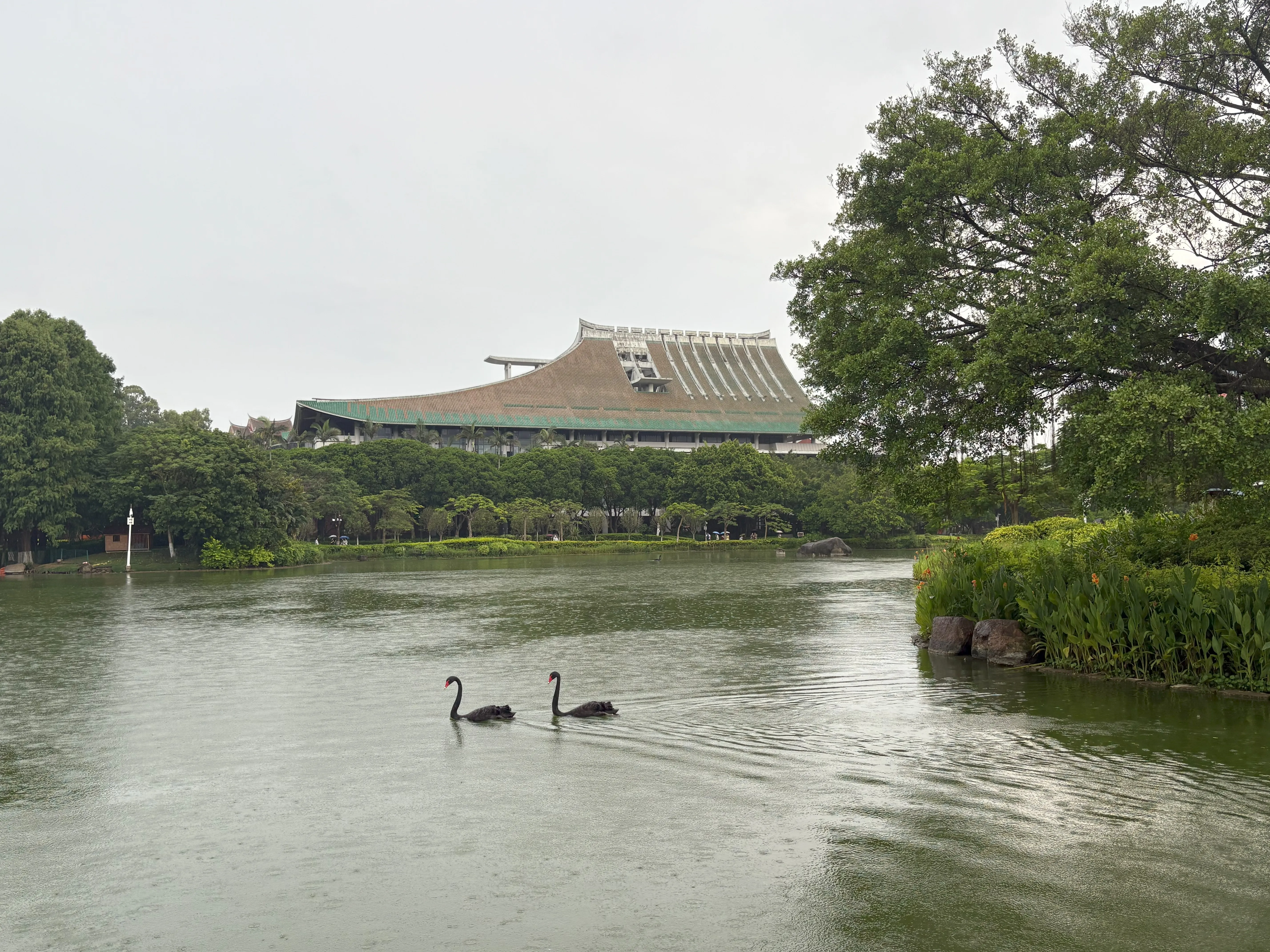 Black swans swiming in lake surrounded by trees